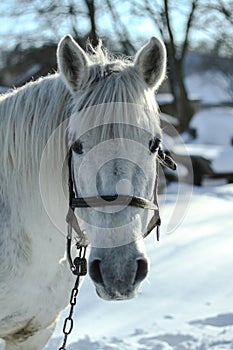 Beautiful white-gray horse in the winter the farm. New Year`s landscape with a noble animal. Christmas theme