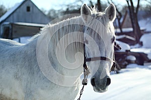 Beautiful white-gray horse in the winter at the farm. New Year`s landscape with a noble animal. Christmas theme