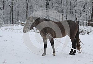 Beautiful white-gray horse in the winter at the farm. New Year`s landscape with a noble animal. Christmas theme