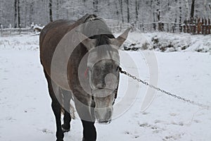 Beautiful white-gray horse the winter at the farm. New Year`s landscape with a noble animal. Christmas theme