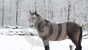 Beautiful white-gray horse the winter at the farm. New Year`s landscape with a noble animal. Christmas theme