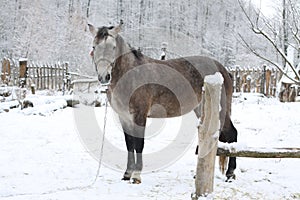 Beautiful white-gray horse the winter at the farm. New Year`s landscape with a noble animal. Christmas theme