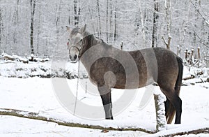 Beautiful white-gray horse in winter at the farm. New Year`s landscape with a noble animal. Christmas theme