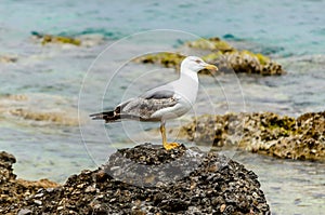 Beautiful White and Gray Seagull Standing on a Rock at a Sea Shore in Spetses Island, Greece During Summer