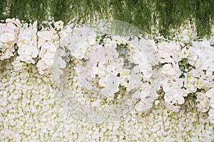 Beautiful white and green backdrop flowers of orchid arrangement