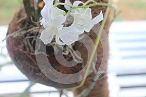 Beautiful white green dendrobium bigibbum orchid flowers blooming