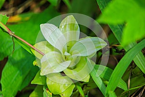 Beautiful White and green leaves blooming from a jungle plant in sajek, Bangladesh