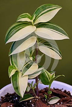 Beautiful white and green leaves of Variegated Wandering Jew, a tropical plant