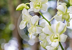 Beautiful white and green orchid, Dendrobium.