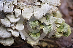 Beautiful White and Green Shelf Fungus