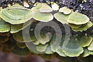 Beautiful White and Green Shelf Fungus