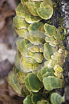 Beautiful White and Green Shelf Fungus