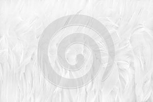 Beautiful white grey bird feathers pattern texture background