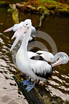 Beautiful white, grey pelicans in bird zoo park in Walsrode, Germany. Interesting park for families, children and school