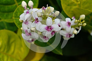 Beautiful White Hawaiian Island Flower photo