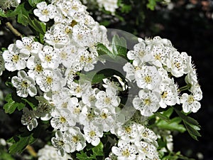 White hawthorn flowers on tree branch, Lithuania