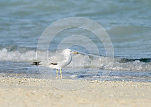 Beautiful white headed seagull near the sea