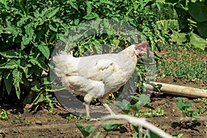 Beautiful white hen with a red crest on head is walking in the courtyard of a village house on a sunny day. Close-up. Copy space