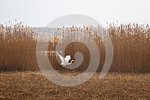 A beautiful white heron flying near the shore of a lake