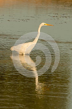 Beautiful white heron in the middle of a pond