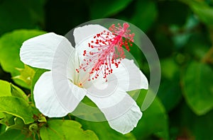 Beautiful White Hibiscus Bloom with Red Stamen