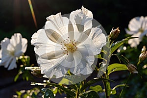Beautiful white hibiscus flower with raindrops in the garden, Beautiful white flower in the garden, AI Generated