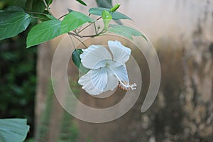 A beautiful white hibiscus unplucked