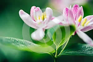 Beautiful white honeysuckle flowers blooming on branch. Nature Springtime background