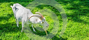 Beautiful white horned goat standing in the grass