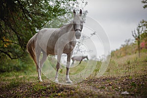 Beautiful white horse