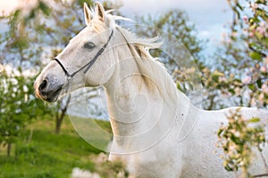 Beautiful white horse.