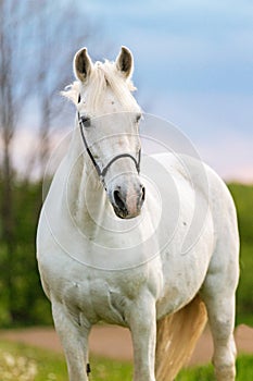 Beautiful white horse.