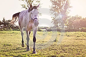 Beautiful white horse