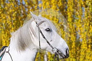 Beautiful white horse on autumn background