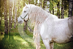A beautiful white horse on the background of a birch grove