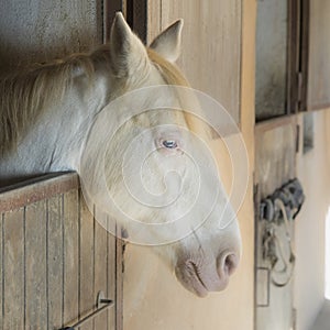 Beautiful white horse with blue eyesand blonde mane