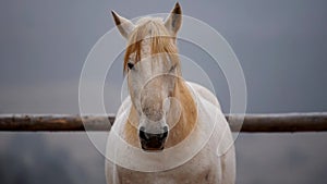 A beautiful white horse with a blurred background.