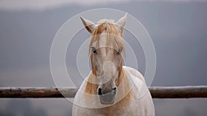 A beautiful white horse with a blurred background.