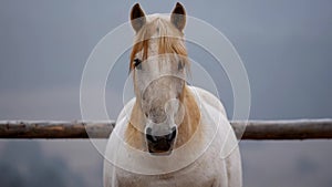 A beautiful white horse with a blurred background.