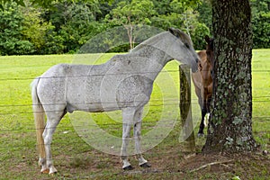 beautiful white horse on a brazilian farm, Rio grnde do sul photo