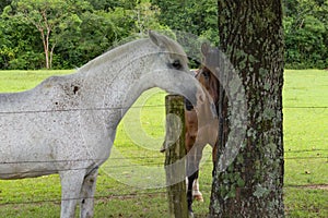 beautiful white horse on a brazilian farm, Rio grnde do sul photo