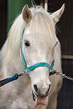 Beautiful white horse with bridles and reins photo