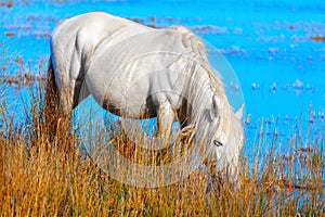 Beautiful white horse drinking water