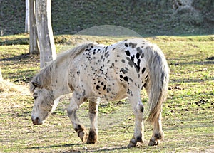 Beautiful white horse in the farm enjoy in nature