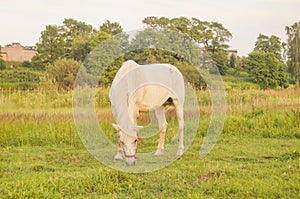 Beautiful white horse feeding