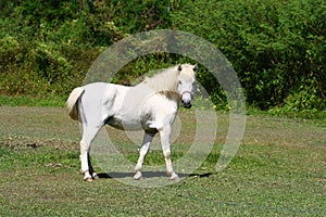 Beautiful white horse feeding in a green pasture