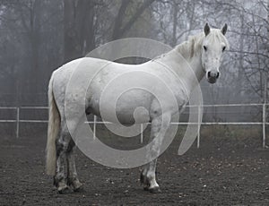 Beautiful white horse on gloomy day