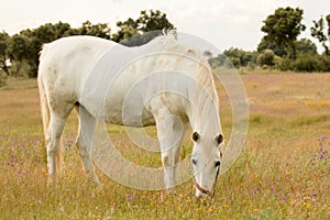 Beautiful white horse grazing in a field full