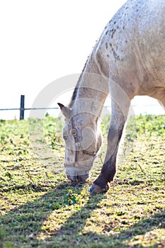 Beautiful white horse grazing on grass