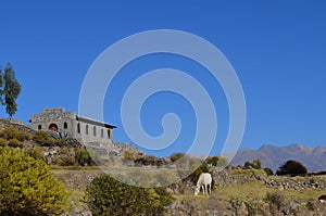 A beautiful white horse grazing on rural farm near Colca Canyon photo